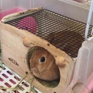 うさぎの里親さんを募集します