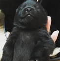 もちもちの子犬