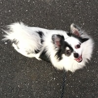 バニラ