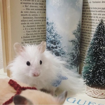 雪のようなゆどうふくん♡