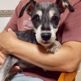 足寄（あしょろ）穏やかシュナくん