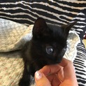 とても人懐っこくて可愛い子猫です