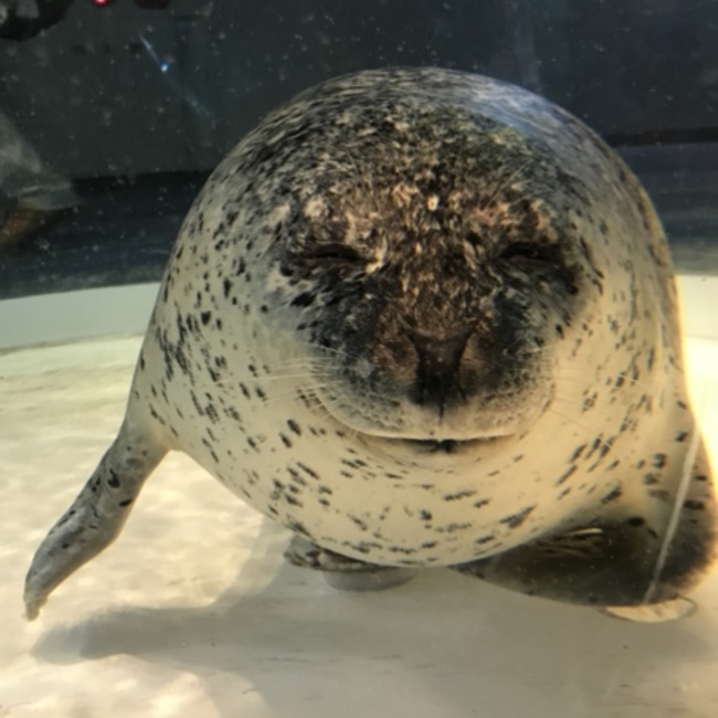 はやななのカバー写真