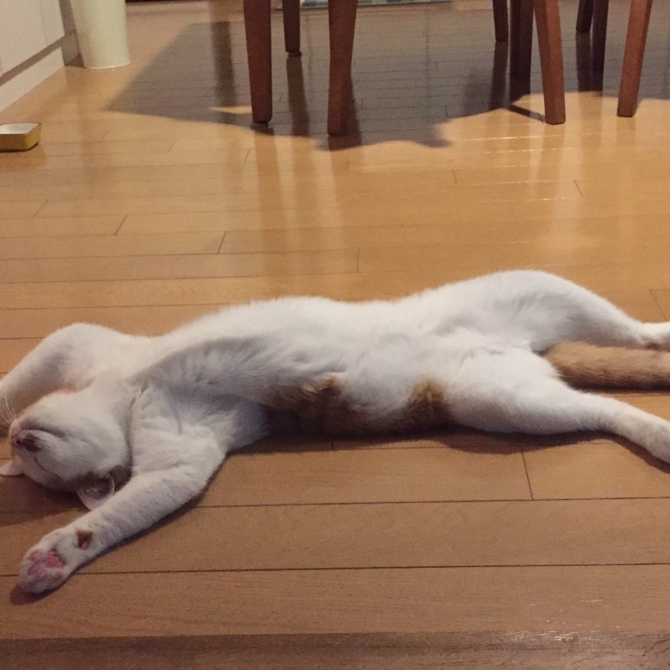 ましろのカバー写真