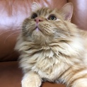 ラガマフィンの子猫　　