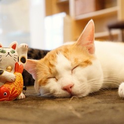 ＊子猫〜大人猫のネコ譲渡会＊