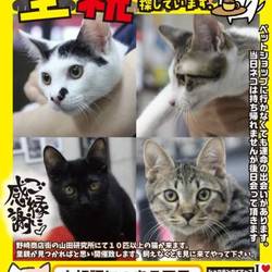 にゃんこのみち主催　第5回 猫の譲渡会