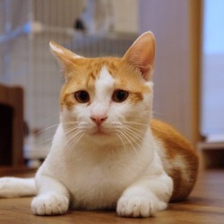 クリスマス譲渡会*子猫〜大人猫*