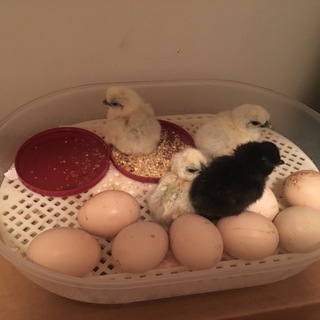 可愛い烏骨鶏の初生鶏(ひよこ)