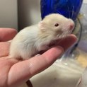 ゴールデンハムスターの赤ちゃん