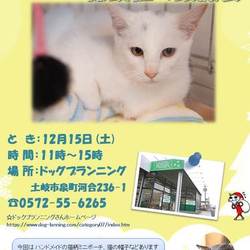 保護猫譲渡会