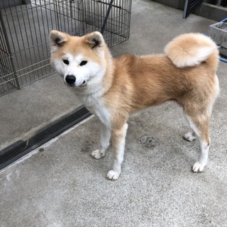 元気で可愛い一歳の秋田犬の女の子