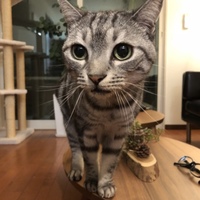 タマ