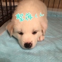 白モフ❤️ 聖夜くん １ヶ月半