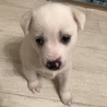 白フワ ❤️ 聖良ちゃん １ヶ月半 サムネイル2