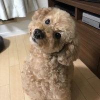 ふく