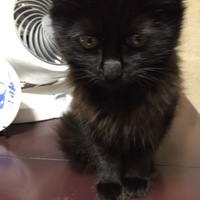 ジジ