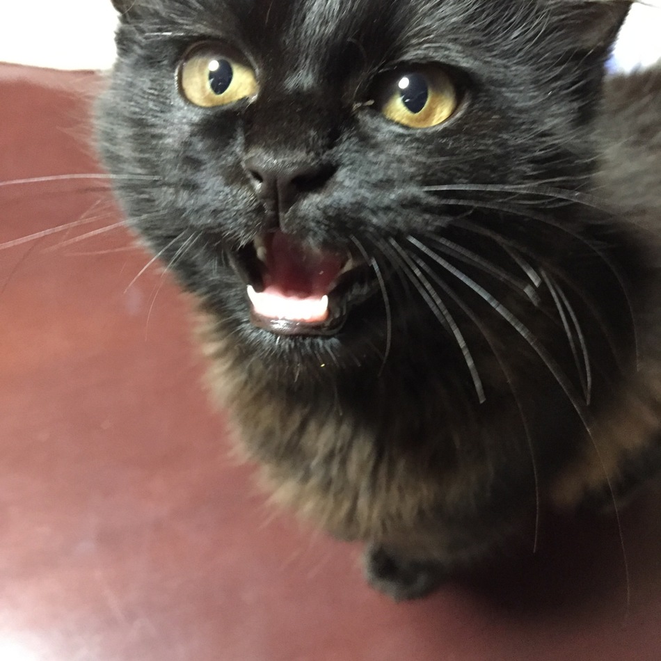 ジジのカバー写真