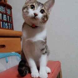 みーちゃんのその後ฅ^•ﻌ•^ฅ