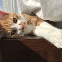 とっても甘えん坊の茶白の男の子！！（推定8か月）
