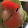 はるちゃん