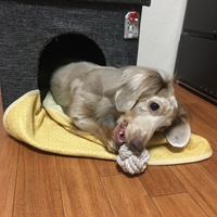 りく