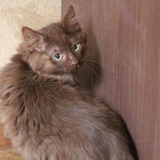 珍しい！チョコ色の毛並み（ヨークチョコレート）