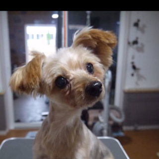 美幌（びほろ）ちょっとビビりな女の子