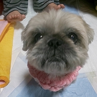 飼い主が入院して捨てられたシーズー女の子