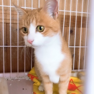 茶白のめるちゃん  約1歳