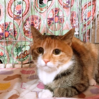 三毛猫 ねるちゃん 約1歳