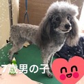 ブリーダーからレスキューします