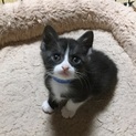 おっとりのんびり、甘えん坊の男の子、こだまです！ 
