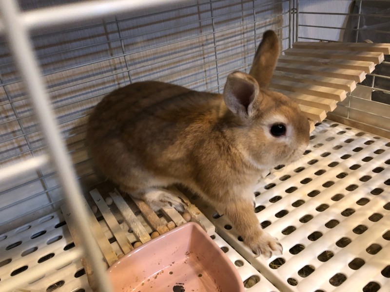 都内ベージュのネザーランドドワーフ男の子 サムネイル1