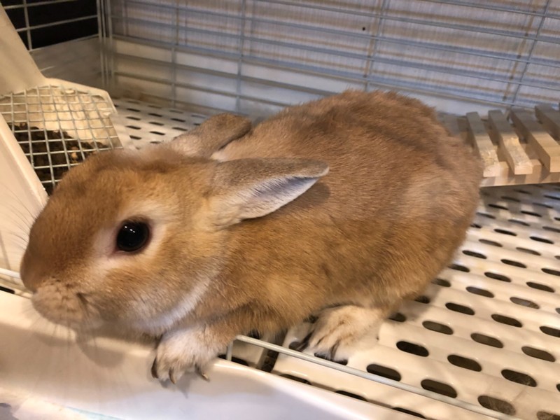 都内ベージュのネザーランドドワーフ男の子 サムネイル2