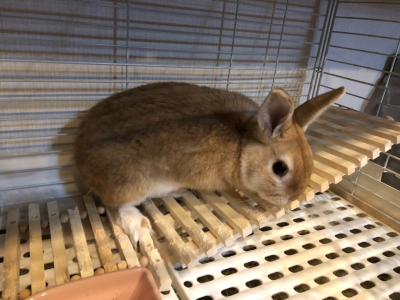 都内ベージュのネザーランドドワーフ男の子 サムネイル3