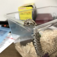 べべ