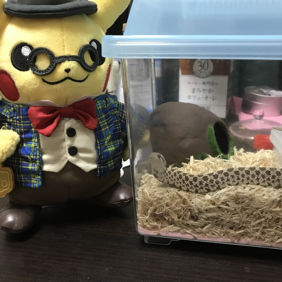 べべのカバー写真