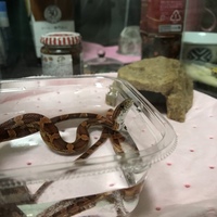 カプ