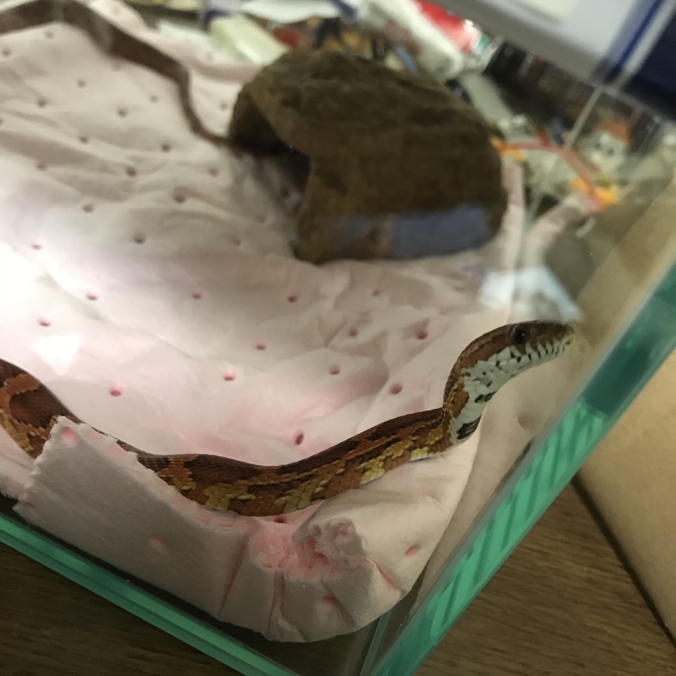 カプのカバー写真