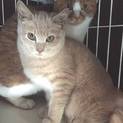 子猫と母猫