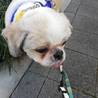 ぽっちゃりシーズーのてくてく（2010年２月生） サムネイル6