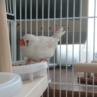 キンカチョウの家族になってください