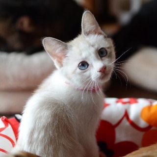 シャム系ブルーアイ美猫【なこ】