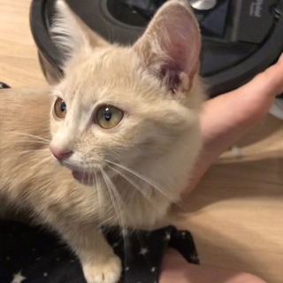 【検討中】人懐っこい茶トラの女の子