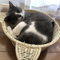 グレーと白の男の子