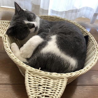 グレーと白の男の子