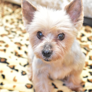 里親様決定♪　穏やかなヨーキー福之助くん♪