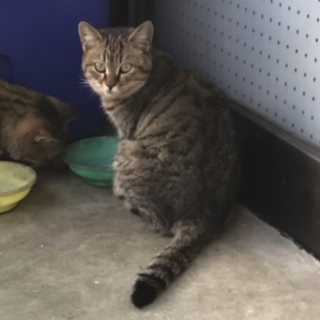 ［急募］人懐こくておとなしいキジトラの猫です。