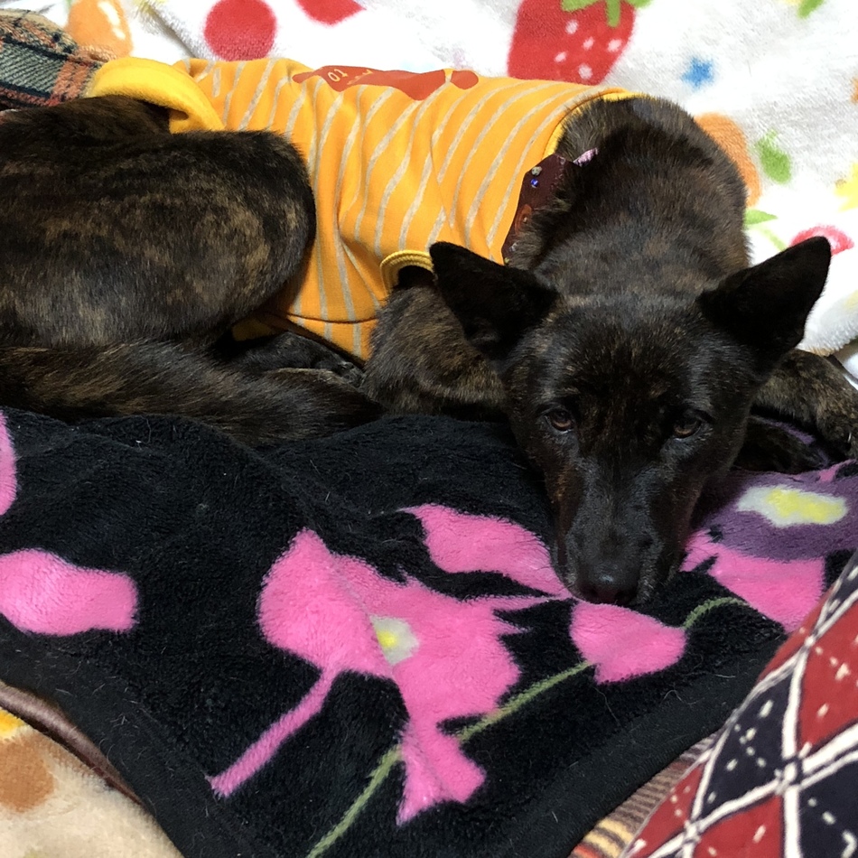 kukulu（ククル）のカバー写真